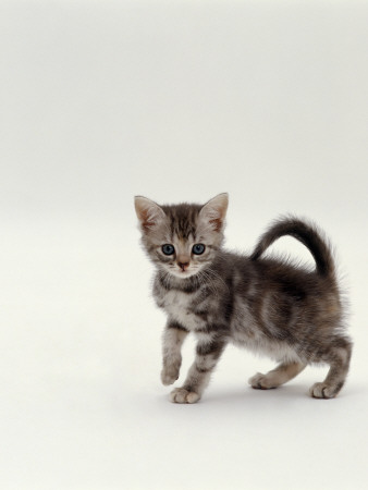 Domestic Cat, 8-Week, Silver Tortoiseshell Kitten by Jane Burton Pricing Limited Edition Print image