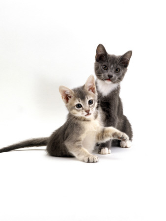 Domestic Cat, 9-Week, Ticked-Silver Kitten With Her Blue Sister by Jane Burton Pricing Limited Edition Print image