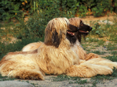 Domestic Dogs, Two Afghan Hounds Lying Side By Side by Adriano Bacchella Pricing Limited Edition Print image