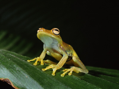 Glass Frog With Eggs Visible Through Skin, Ecuador, South America by Pete Oxford Pricing Limited Edition Print image