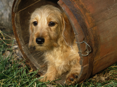 Wire Haired Dachshund, Portrait In Wooden Barrel by Lynn M. Stone Pricing Limited Edition Print image