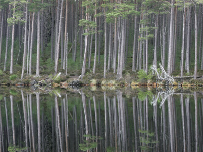 Pine Forest Reflections On Flat Calm Lochan, Cairngorms National Park, Scotland by Pete Cairns Pricing Limited Edition Print image