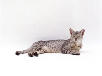 Domestic Cat, Silver Egyptian Mau Female by Jane Burton Pricing Limited Edition Print image