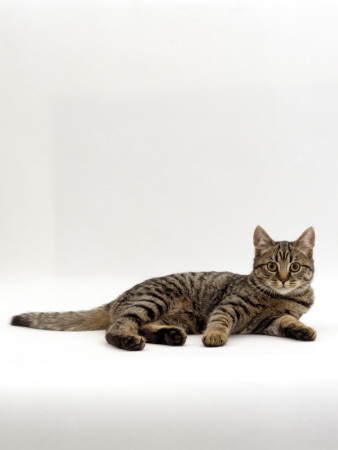 Domestic Cat, Tabby Chinchilla Burmese Cross by Jane Burton Pricing Limited Edition Print image