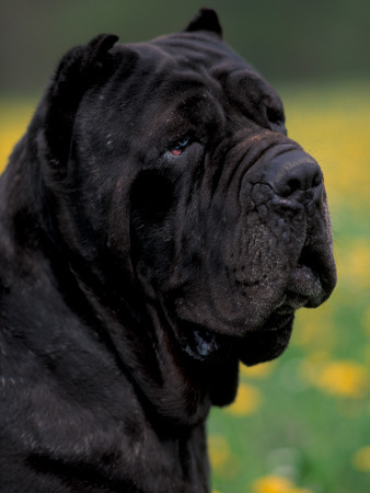 Black Neopolitan Mastiff Portrait by Adriano Bacchella Pricing Limited Edition Print image