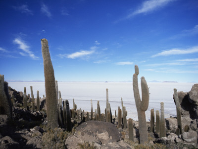 Cacti On Inkawasi Island, Salar De Uyuni, Uyuni Salt Flats, Bolivia, South America by Rhonda Klevansky Pricing Limited Edition Print image