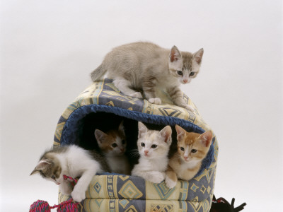 Domestic Cat, Five 8-Week Kittens In Igloo Bed by Jane Burton Pricing Limited Edition Print image