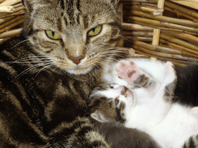 Domestic Cat, 2-Week Tabby And White Kitten Plays With Her Mother's Whiskers In Basket by Jane Burton Pricing Limited Edition Print image
