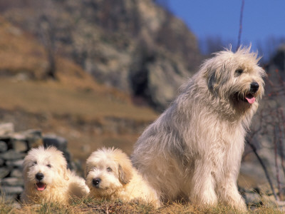 Domestic Dogs, Yugoslavian Shepherd Dog With Two Puppies by Adriano Bacchella Pricing Limited Edition Print image