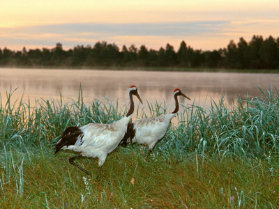 Japanese / Red-Crowned Crane Pair, Khingansky Zapovednik, Russia by Igor Shpilenok Pricing Limited Edition Print image