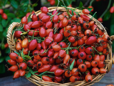 Dog Rose Hips In Basket (Rosa Canina) Europe by Reinhard Pricing Limited Edition Print image