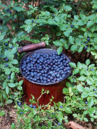 Bilberries On Shrub And In Pot (Vaccinium Myrtillus) Europe by Reinhard Pricing Limited Edition Print image