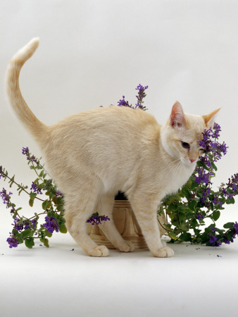 Domestic Cat, Cream Burmese Juvenile Rubbing Herself On Flowering Catmint / Catnip by Jane Burton Pricing Limited Edition Print image