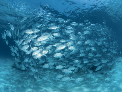 Schooling Bigeye Jacks, Indo Pacific by Jurgen Freund Pricing Limited Edition Print image