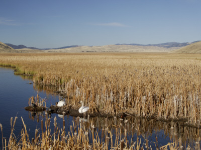 National Elk Refuge, Wyoming, Usa, With Pair Of Trumpeter Swans At Nest (Cygnus Cygnus Buccanitor} by Rolf Nussbaumer Pricing Limited Edition Print image
