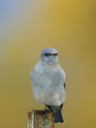 Mountain Bluebird, Male On Post, Grand Teton National Park, Wyoming, Usa by Rolf Nussbaumer Pricing Limited Edition Print image