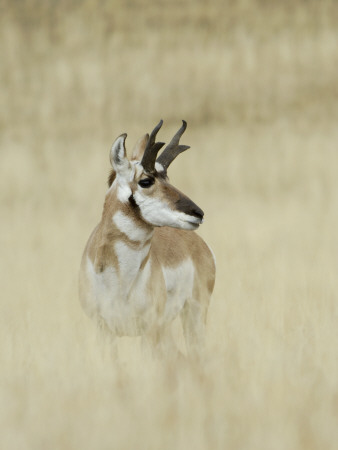 Pronghorn Antelope, Male, Yellowstone National Park, Wyoming, Usa by Rolf Nussbaumer Pricing Limited Edition Print image