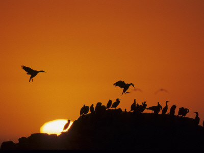 Cape Gannets, Congregating On Rocks At Sunset, Lamberts Bay, South Africa by Tony Heald Pricing Limited Edition Print image