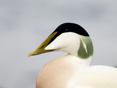 Male Eider Duck, Head Profile, Northumberland, Uk by David Tipling Pricing Limited Edition Print image