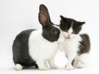 Black-And-White Kitten With Blue Dutch Rabbit by Jane Burton Pricing Limited Edition Print image