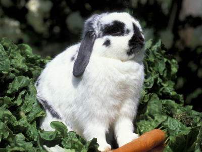 Pet Domestic Holland Lop Eared Rabbit With Carrot by Lynn M. Stone Pricing Limited Edition Print image