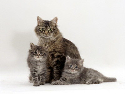 Domestic Cat, Fluffy Tabby With Her Two Kittens by Jane Burton Pricing Limited Edition Print image