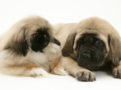 Pekingese Pup With English Mastiff Puppy by Jane Burton Pricing Limited Edition Print image