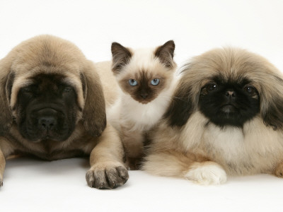 Pekingese And English Mastiff Puppies With Birman-Cross Kitten by Jane Burton Pricing Limited Edition Print image