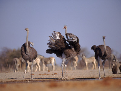 Ostrich Male And Female Courtship Behaviour (Struthio Camelus) Etosha National Park, Namibia by Tony Heald Pricing Limited Edition Print image