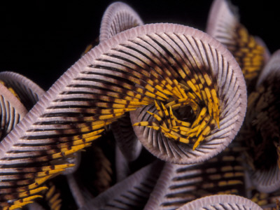 Close Up Of Curled Arms Of Feather Star, Indo-Pacific by Jurgen Freund Pricing Limited Edition Print image