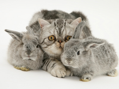 Silver Exotic Cat And Two Silver Baby Rabbits by Jane Burton Pricing Limited Edition Print image