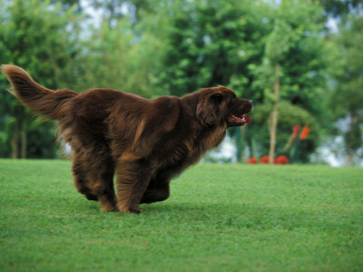 Brown Newfoundland Dog Running by Adriano Bacchella Pricing Limited Edition Print image