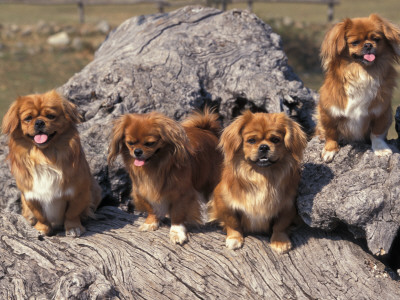 Domestic Dogs, Four Tibetan Spaniels On Rocks by Adriano Bacchella Pricing Limited Edition Print image
