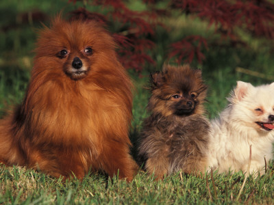 German Spitz (Klein) With Two Puppies by Adriano Bacchella Pricing Limited Edition Print image