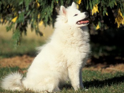 Japanese Spitz Sitting And Looking Up by Adriano Bacchella Pricing Limited Edition Print image