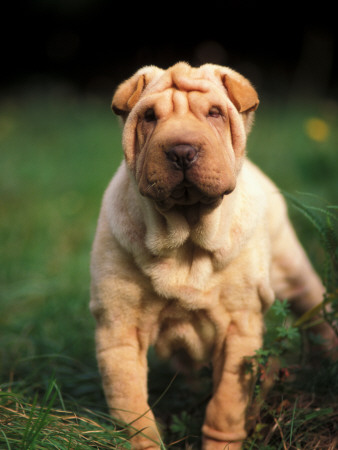 Young Shar Pei Portrait Showing Wrinkles On Head And Chest by Adriano Bacchella Pricing Limited Edition Print image