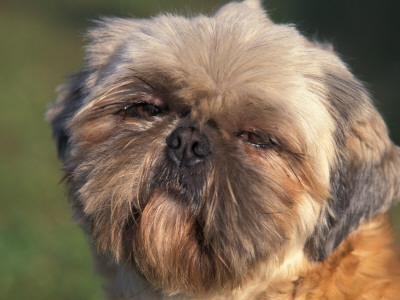 Shih Tzu Puppy Portrait by Adriano Bacchella Pricing Limited Edition Print image