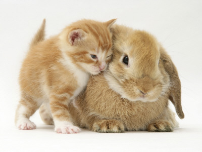 Domestic Kitten (Felis Catus) Next To Bunny, Domestic Rabbit by Jane Burton Pricing Limited Edition Print image