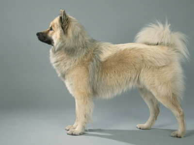 Eurasian Dog, Belgium by Petra Wegner Pricing Limited Edition Print image