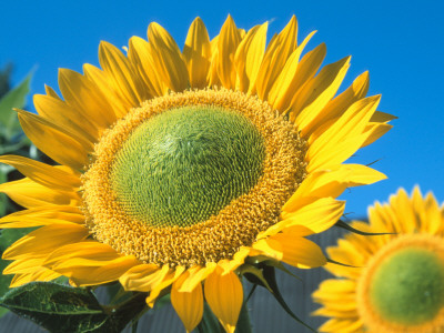 Sunflowers 'Sunbeam' by De Cuveland Pricing Limited Edition Print image