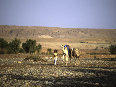 Camels Walking With A Man, Morocco by Michael Brown Pricing Limited Edition Print image