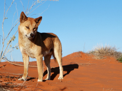 Dingo On Sand Dunes, Northern Territory, Australia by Bartussek Pricing Limited Edition Print image