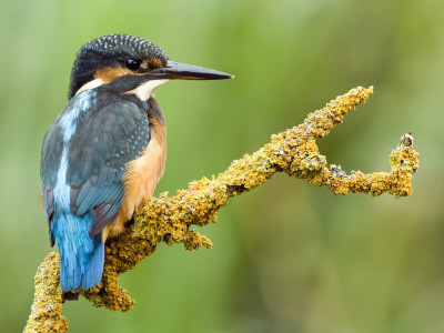 Common Kingfisher Perched On Lichen Covered Twig, Hertfordshire, England, Uk by Andy Sands Pricing Limited Edition Print image