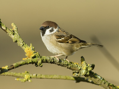 Tree Sparrow Perched On Lichen Covered Twig, Lincolnshire, England, Uk by Andy Sands Pricing Limited Edition Print image