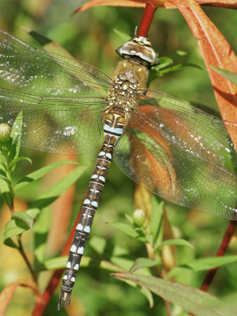 Southern Hawker Dragonfly Broxwater, Cornwall, Uk by Ross Hoddinott Pricing Limited Edition Print image