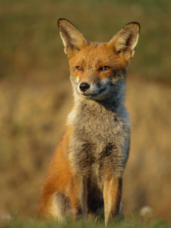 Red Fox Female Sitting Portrait Cornwall, Uk by Ross Hoddinott Pricing Limited Edition Print image