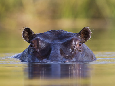 Hippopotamus, Moremi Wildlife Reserve, Botswana by Tony Heald Pricing Limited Edition Print image