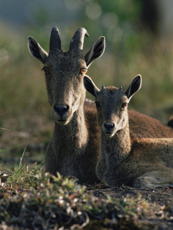 Nilgiri Tahr Endangered, Mother With Young, Eravikulam Np, Western Ghats, Kerala, India by Jean-Pierre Zwaenepoel Pricing Limited Edition Print image