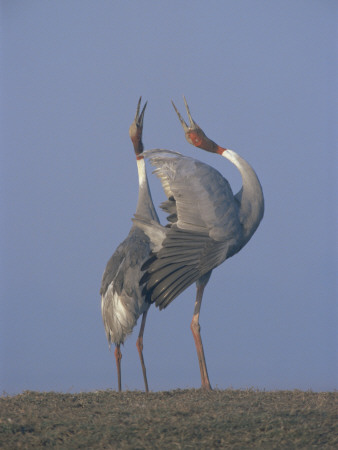 Sarus Cranes Pair Displaying, Unison Call, Keoladeo Ghana Np, Bharatpur, Rajasthan, India by Jean-Pierre Zwaenepoel Pricing Limited Edition Print image