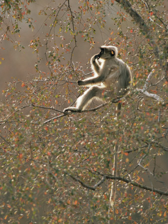 Contemplating Hanuman Langur Sitting In Tree, Kumbhalgarh Wildlife Sanctuary, Rajasthan, India by Jean-Pierre Zwaenepoel Pricing Limited Edition Print image